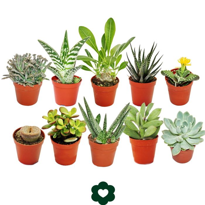 10 olika suckulenter 5,5 cm kruka i ett set