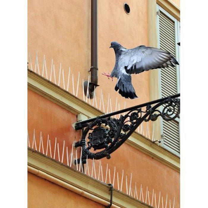 Pics anti-pigeons - Non spécifié - 55cm - Polycarbonate durable - Résistant aux UV - Installation facile
