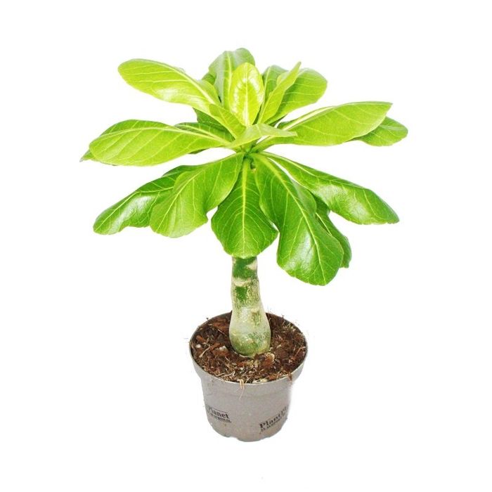 Palmträdet Hawaï Brighamia insignis