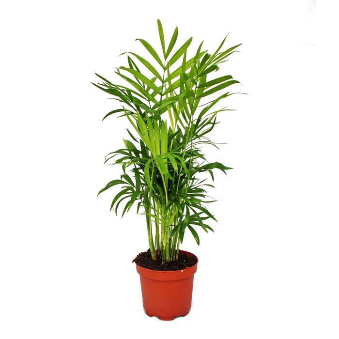 Chamaedorea elegans - inomhuspalm - bergspalm 9 cm kruka