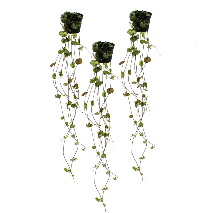 Ceropegia woodii, set om 3, blomkruka