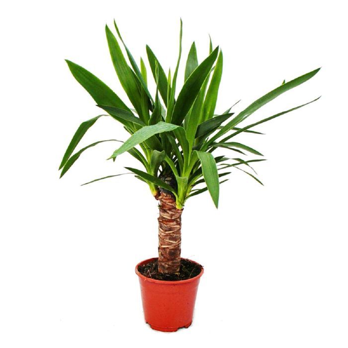 Exotenherz - palmlilja - yuccapalm - 1 planta - enkelt underhåll - luftrenare - 14 cm kruka