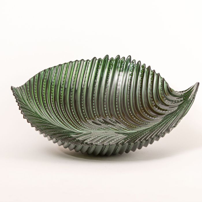 Palmier saladier 30 cm