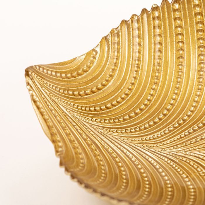 Palmier saladier 40 cm