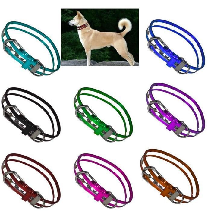 Collier pour chien à la mode, laisse pour animaux de compagnie, ceinture pour chien (Couleur aléatoire)