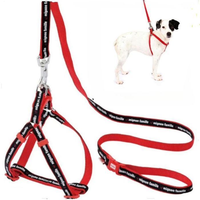 Laisse os à la mode pour chien