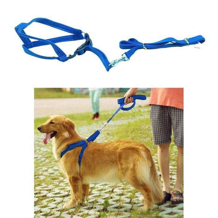 Harnais et laisse pour chien