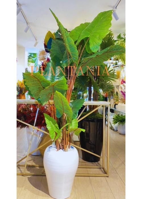 Plante Alocasia artificielle Bordeaux 170 cm.