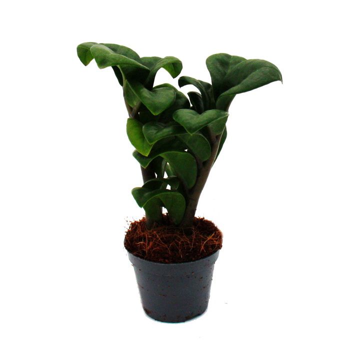 Mini Växt - Palm Zamio - Zamioculcas zamiifolia - Lycko-plante - lättskött - Baby-växt - kruka 5,5cm