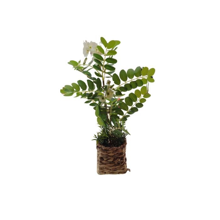 CASIA PLANT POT OSIER 10x42CM