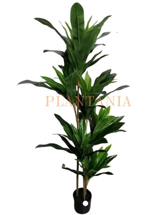 Plante Artificielle - PLANTANIA - Dracaena - 150cm - Vert - Réaliste avec plusieurs tiges