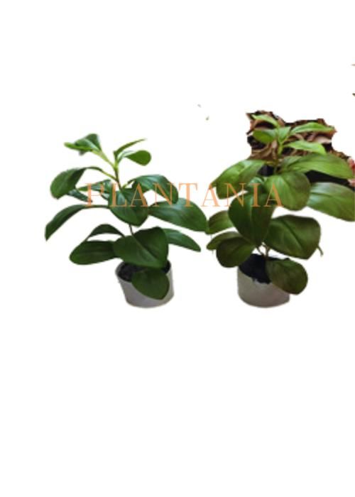 Plante artificielle 36 cm-sans pot.