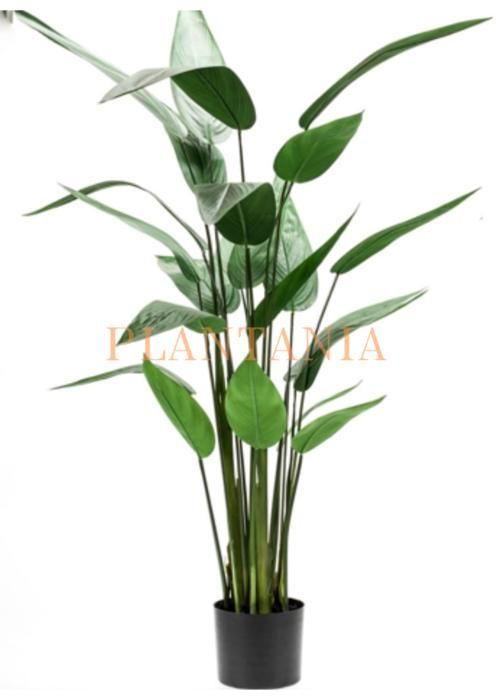 Plante artificielle strelitzia 165 cm-sans pot.