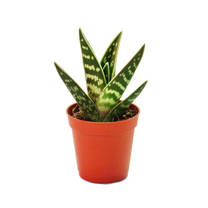Aloe variegata - Tiger Aloe - liten krukväxt på 5,5 cm