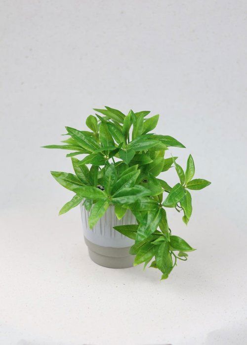 Plante artificielle - SISTERS FLOWERS - Passiflor en pot - Hauteur 22 cm - Vert - Facile d'entretien