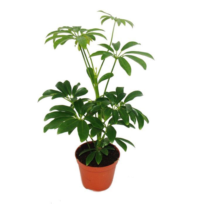 Aria av strålning - Schefflera - kruka på 9cm - inomhusväxt - höjd ca. 25cm