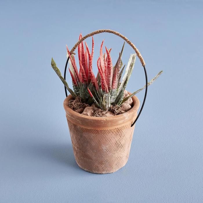 Terrarium Petit Pot avec Anse Naturel (11x21 cm)