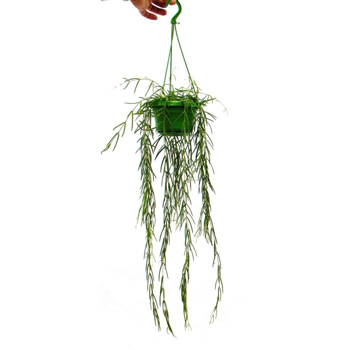 Inomhusväxt att hänga - Hoya linearis - Vaxblomma 12cm trefärgad‌