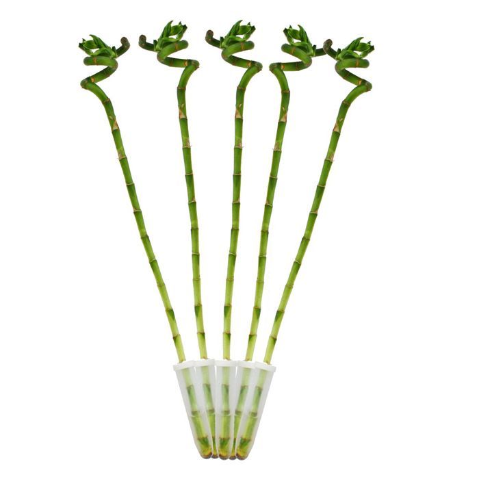 Set med 5 lyckobambu 'Lucky Bamboo' - i spiralform - i ett rör - Dracaena Sanderiana - höjd ca. 40 cm