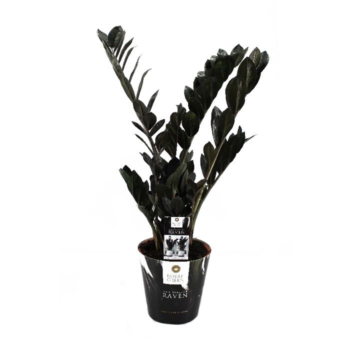 Zamioculcas "Raven" svart - Zamio palm - Zamio ormbunke 17cm kruka