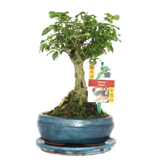 Bonsai Kin. Liguster - Ligustrum sinensis - ca. 6 år - sfärisk form