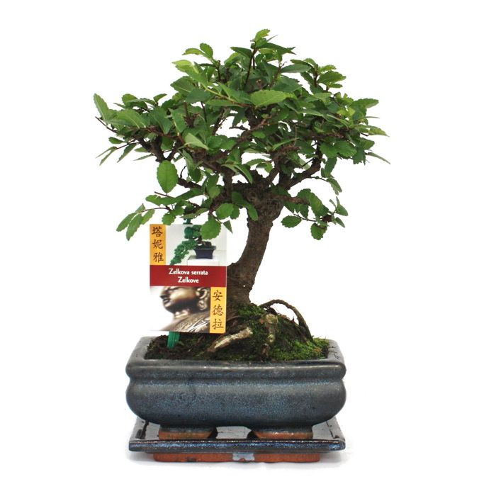 Bonsai kinesisk alm - Ulmus parviflora - ca. 6 år - sfærisk form