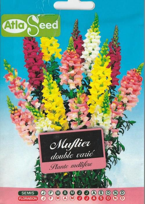 grains de fleurs muflier