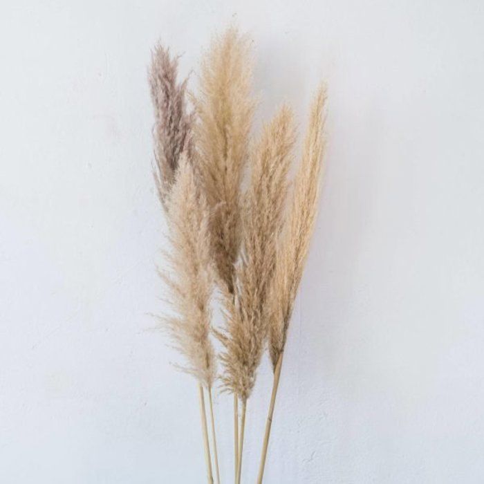 Pampas Nude 5 Tiges
