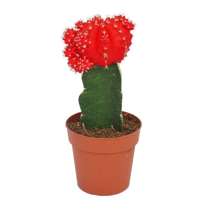 Gymnocalycium mihanovichii - jordgubbs-kaktus - röd - 8,5 cm kruka